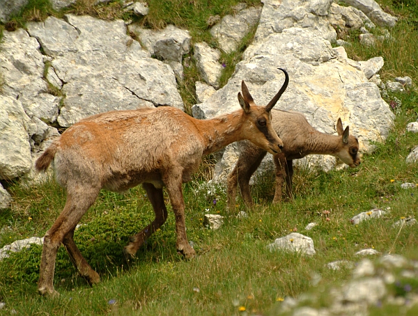 Camoscio d''Abruzzo Rupicapra pyrenaica ornata